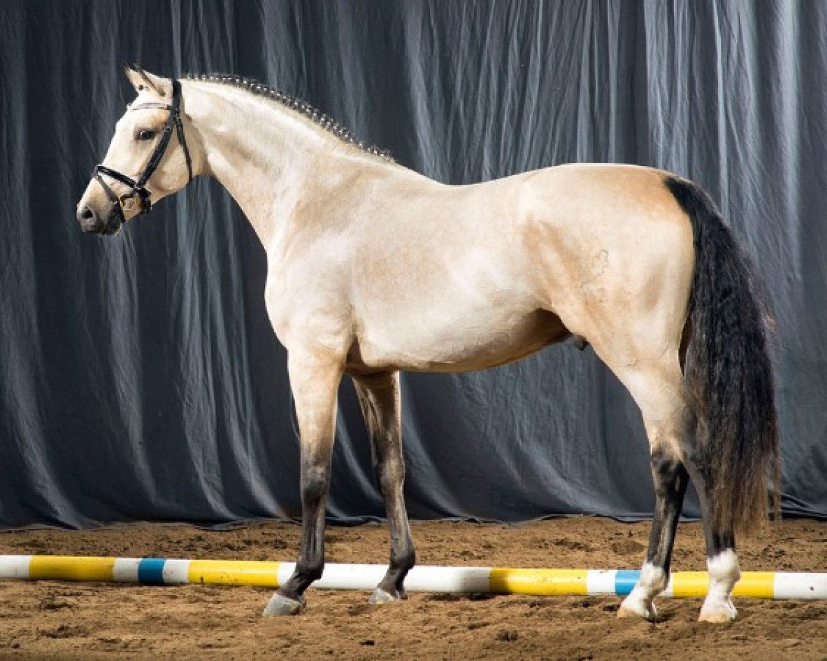 stallion Newlands Day by Day (German Riding Pony, 2014, from Deinhard B)