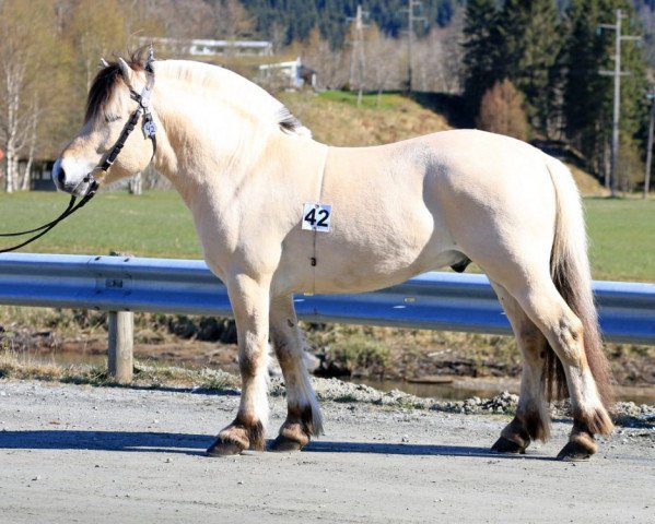 horse Alsli Haukjo (Fjord Horse, 2018, from Rudsmo Robin)