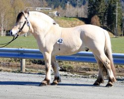 Pferd Alsli Haukjo (Fjordpferd, 2018, von Rudsmo Robin)