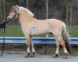 horse Sundedalens Så Kjekk (Fjord Horse, 2017, from Kuling N.2543)