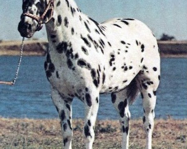 stallion Spotted Jim (Appaloosa, 1963, from Sun Spot J)