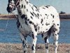 stallion Spotted Jim (Appaloosa, 1963, from Sun Spot J)