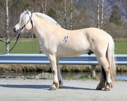 stallion Sankt Hallvard (Fjord Horse, 2017, from Lavrans)