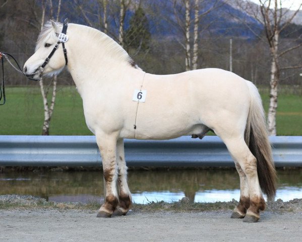 horse Solsidens Ismael (Fjord Horse, 2015, from Kornvin Freidig N.2665)