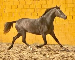 broodmare Tamarilla (Hispano, 2015)