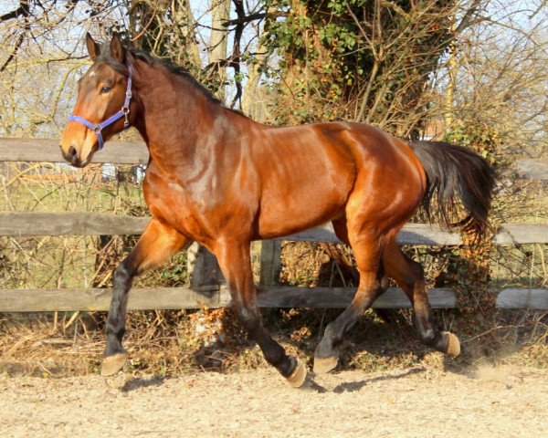 Pferd Kaminko (Koninklijk Warmbloed Paardenstamboek Nederland (KWPN),  , von Ephebe For Ever)