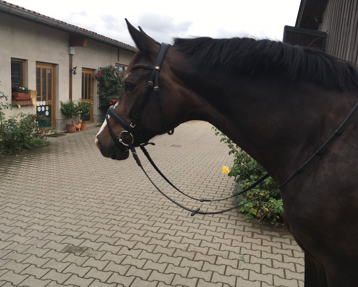 broodmare Dara (German Sport Horse, 2007, from Danzas)