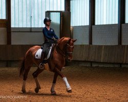 dressage horse Leandro 160 (Rhinelander, 2004, from Laudabilis)