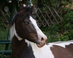 broodmare Kuba (Lewitzer, 2005, from Shamani)