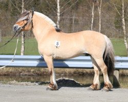 horse Strupens Lukas (Fjord Horse, 2014, from Turbo Romeo N.2573)