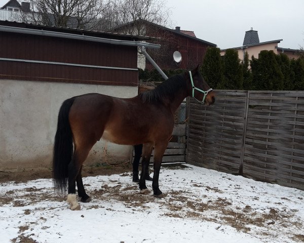 jumper Castello (German Sport Horse, 2010, from Casdorff)