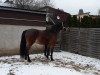 jumper Castello (German Sport Horse, 2010, from Casdorff)