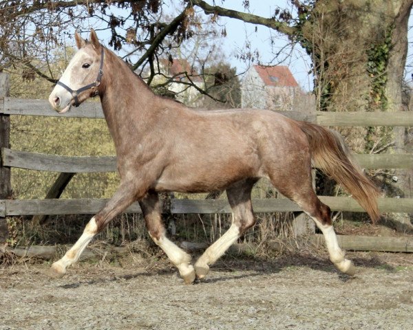 Springpferd Le Clarimo (Koninklijk Warmbloed Paardenstamboek Nederland (KWPN), 2016, von El Clarimo)