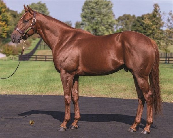 stallion Speightster xx (Thoroughbred, 2012, from Speightstown xx)