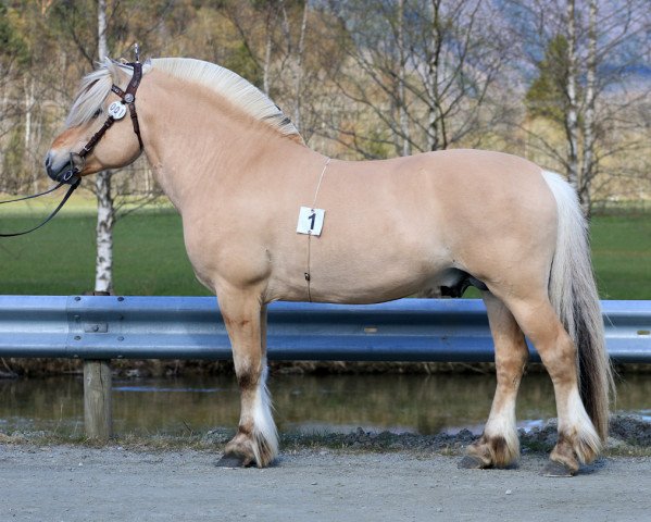 stallion Myras Viking N.2268 (Fjord Horse, 2008, from Rossmann N.2531)