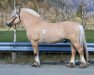 stallion Myras Viking N.2268 (Fjord Horse, 2008, from Rossmann N.2531)