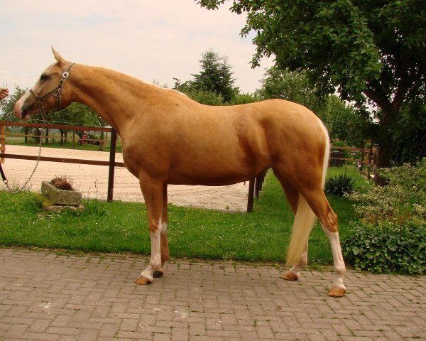 broodmare Bodethal's Rabea (German Riding Pony, 2015, from Dornik-Double)
