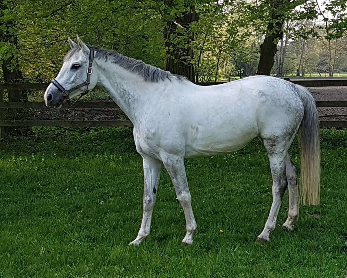 jumper Evine (KWPN (Royal Dutch Sporthorse), 2009, from Vingino)