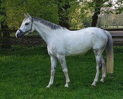 jumper Evine (KWPN (Royal Dutch Sporthorse), 2009, from Vingino)