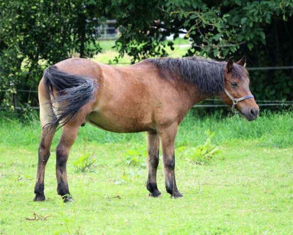 Dressurpferd Charles (Pony ohne Rassebezeichnung, 1997)