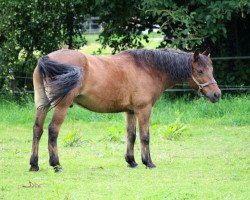 dressage horse Charles (Pony without race description, 1997)