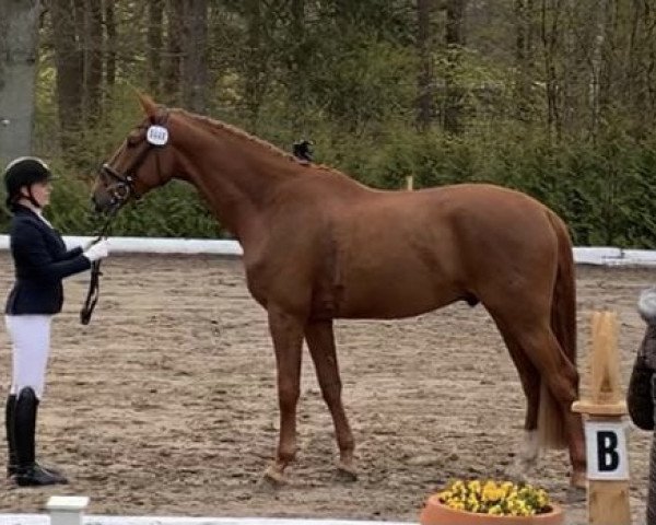 dressage horse Vitus (Hanoverian, 2017, from Vitalis)