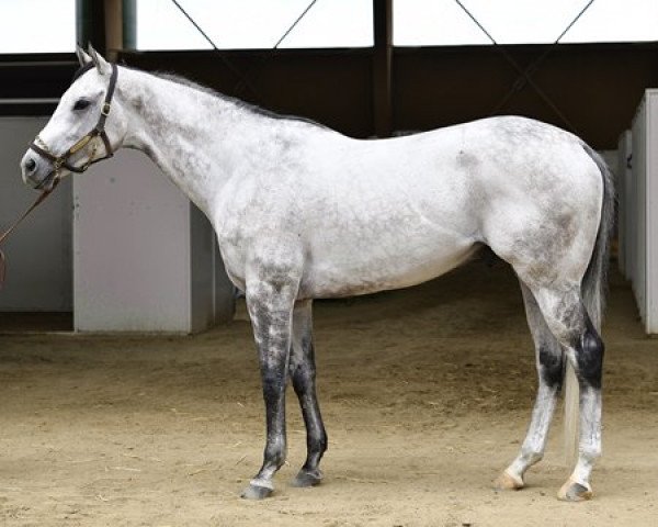 stallion Kobes Back xx (Thoroughbred, 2011, from Flatter xx)