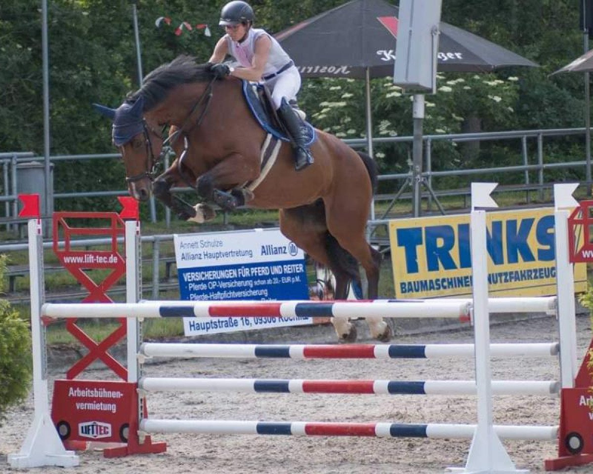 Zuchtstute Beauty Queen Z (Belgisches Warmblut, 2013, von Big Star Jr KZ)