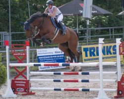 Zuchtstute Beauty Queen Z (Belgisches Warmblut, 2013, von Big Star Jr KZ)