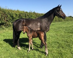 broodmare Goltzburg (Trakehner, 2004, from Latimer)