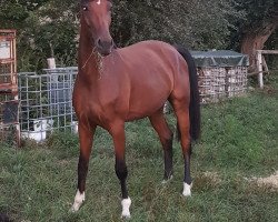 broodmare Cira (Westphalian, 2015, from Captain Jack 44)