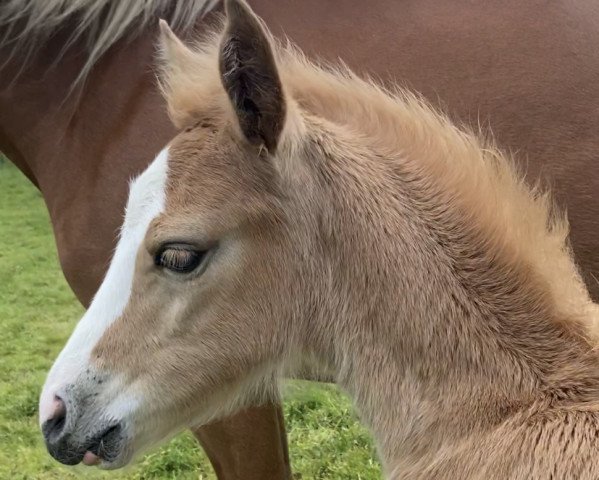 Pferd Hazel du Lhyron d'Or (Luxemburgisches Pony, 2021, von Flashdance)