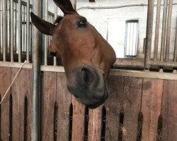 jumper Roccanivo (Hanoverian, 2009, from Rob Roy)