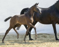 dressage horse Kea vom Loo (Swiss Warmblood, 2018, from Indian Rock)