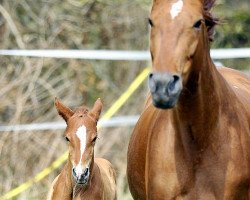 broodmare Wundertüte (Hanoverian, 2007, from Waikiki I)