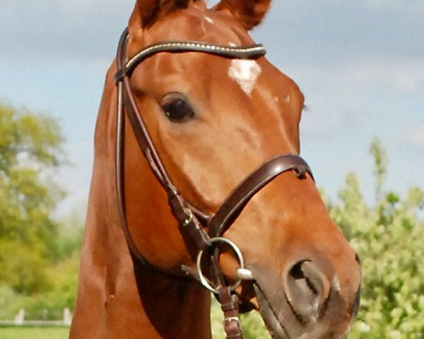 dressage horse Lumpazi Vagabundus 2 (Hanoverian, 2009, from Londontime)