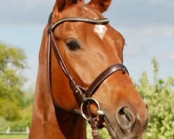 dressage horse Lumpazi Vagabundus 2 (Hanoverian, 2009, from Londontime)