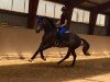 jumper Levante K (Hanoverian, 2014, from Levisonn 208 FIN)