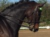 dressage horse Sir Dorn (Mecklenburg, 2009, from Sir Galanto)