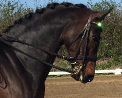 dressage horse Sir Dorn (Mecklenburg, 2009, from Sir Galanto)