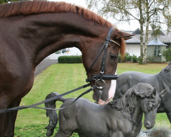 dressage horse Donna Romina (Westphalian, 2009, from Don Romantic)