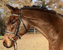 dressage horse Touchstone (Trakehner, 2016, from Honoré du Soir)