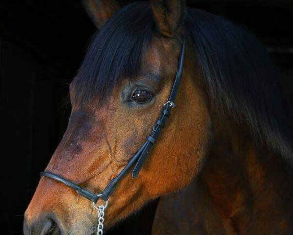 Pferd Kim 158 (Hannoveraner, 1994, von Königstreuer xx)
