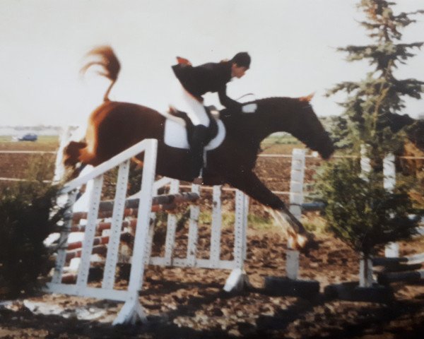 Pferd Drony (Sachsen-Anhaltiner, 1986, von Dornbusch)