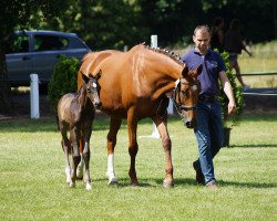 broodmare Cora RS (German Sport Horse, 2009, from Cancara)