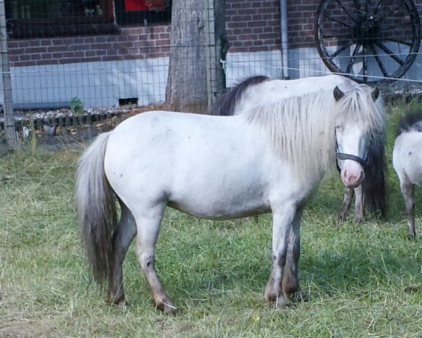 broodmare Kelly van Sundance (Nederlands Appaloosa Pony, 2004, from Special Effort's Moneymaker)