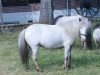 Zuchtstute Kelly van Sundance (Nederlands Appaloosa Pony, 2004, von Special Effort's Moneymaker)