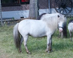 Zuchtstute Kelly van Sundance (Nederlands Appaloosa Pony, 2004, von Special Effort's Moneymaker)