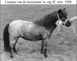 Zuchtstute Lisanne van de Kruisstraat (Nederlands Appaloosa Pony, 1996, von Rayo)