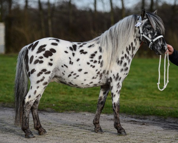 Pferd Darol van App. de Fradiliaus (Nederlands Appaloosa Pony, 2011, von Flower van Panorama)